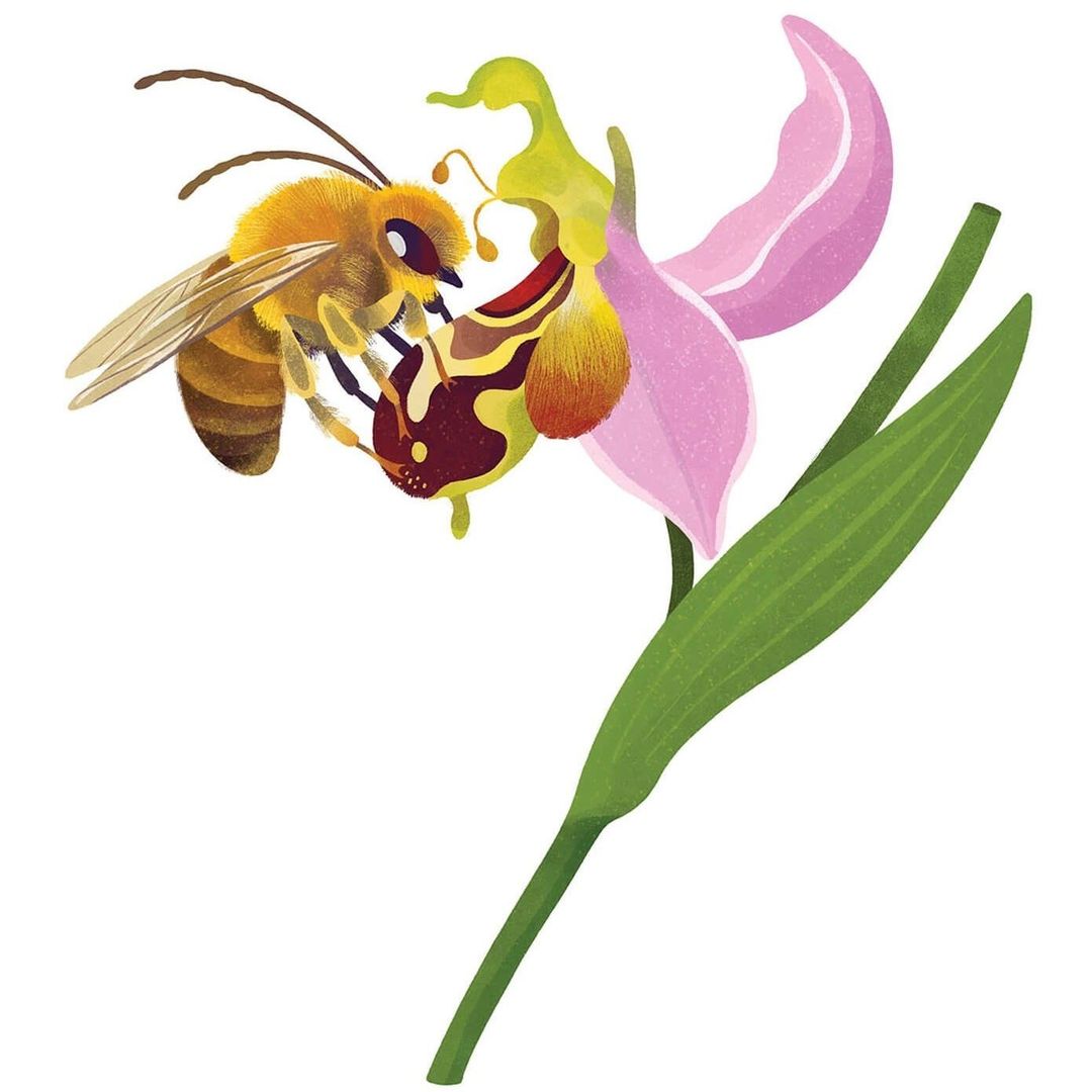 Illustration of a bee orchid flower with a bee collecting pollen. Detailed artwork featuring a bee on a pink and brown flower.