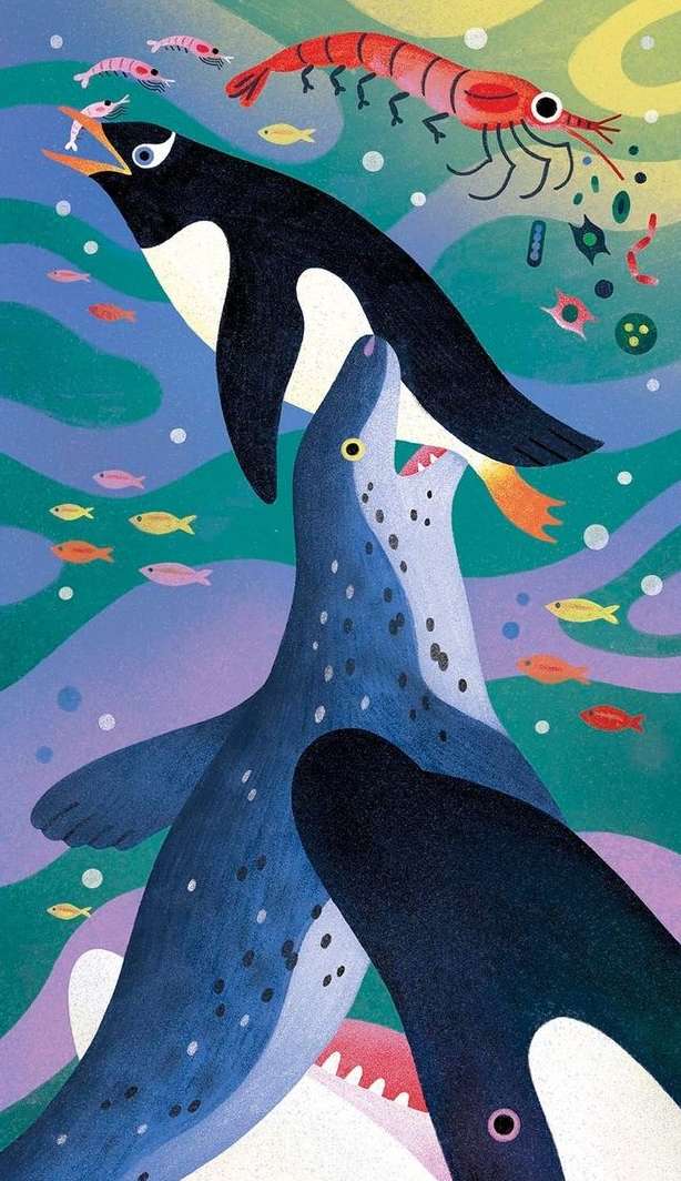 Illustration of a penguin about to be eaten by a seal, with fish and shrimp swimming in a wavy blue and purple sea.