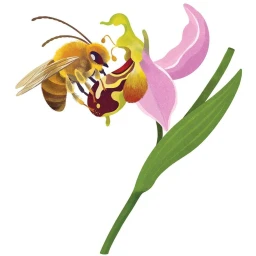 Detailed digital illustration of a honeybee pollinating a pink orchid flower by illustrator Kaley Mckean.