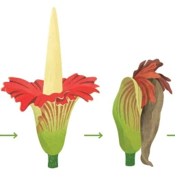 Digital illustration showing botanical growth stages of a corpse flower with red petals and a tall central spadix.
