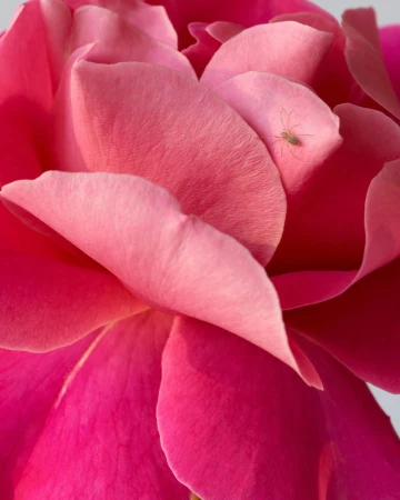Close-up of a pink rose with delicate petals, showcasing its intricate floral structure and a tiny green insect perched on a petal.