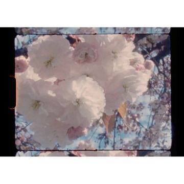 Close-up shot of white cherry blossom flowers with a vintage aesthetic, showcasing delicate petals and branches against a blurred sky.