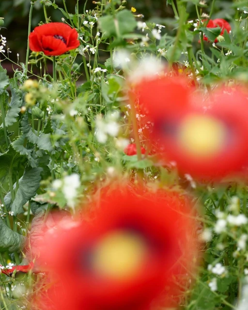Vivid red poppy flowers bloom in a green field under natural light, with some out-of-focus elements adding depth to the scene.