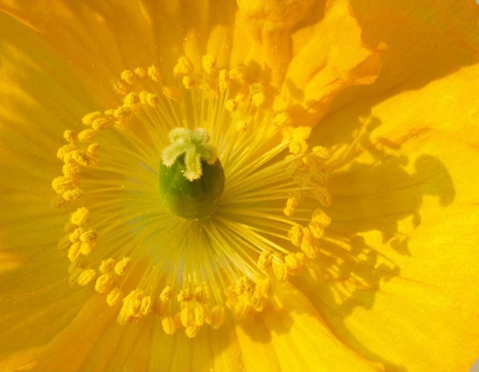 Macro photograph of a yellow poppy blossom, showcasing its delicate petals, yellow stamen, and green center against a bright backdrop.