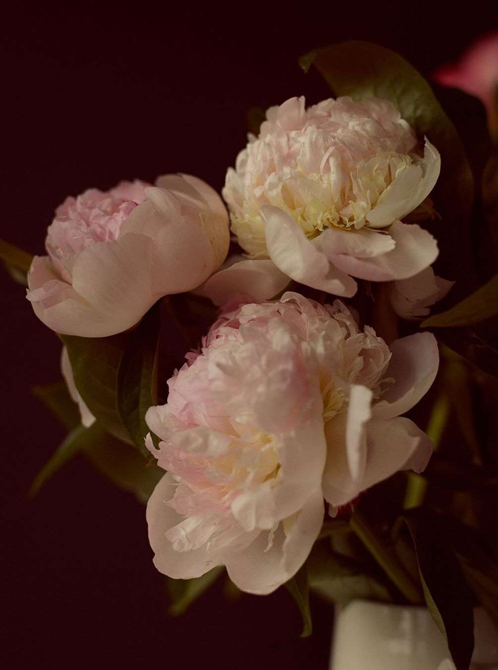 Close-up of three pink and white peonies in a vase against a dark background, showcasing soft lighting and delicate floral arrangement.