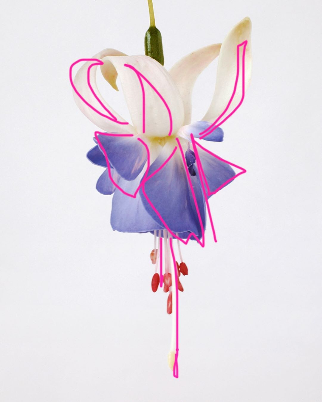 Close-up studio shot of a fuchsia flower featuring white and purple petals and red stamen against a stark white background.