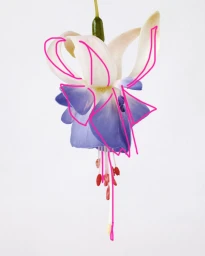 Close-up photograph of a blue and white fuchsia flower hanging against a plain white background by photographer Karin Berndl