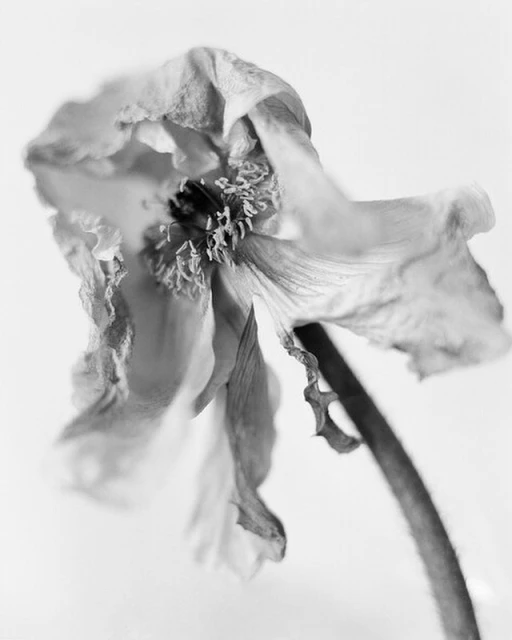 Monochromatic close-up of a single wilted poppy flower with visible stem and center against a bright white background in a studio.