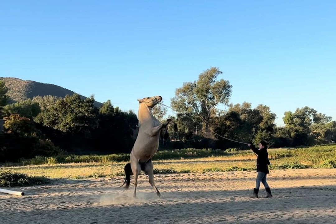 A light-colored horse rears up on a sandy outdoor surface with a person holding a rope in the background, underneath a blue sky.