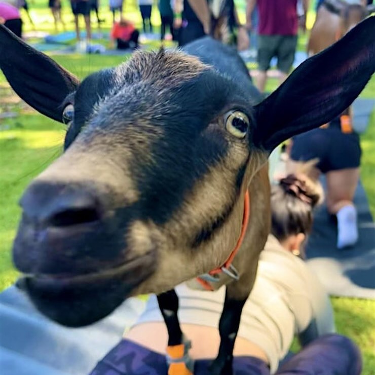 Close-up of a black goat with long ears, standing in a grassy field, surrounded by blurred figures doing yoga in the background.
