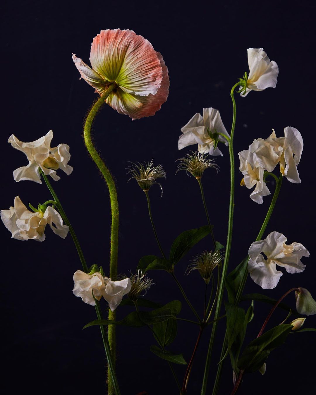 Botanical still life with a light pink poppy in full bloom surrounded by several delicate white sweet pea flowers against a dark background.