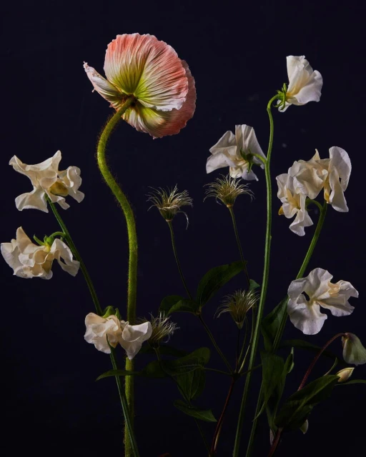 Botanical still life with a light pink poppy in full bloom surrounded by several delicate white sweet pea flowers against a dark background.