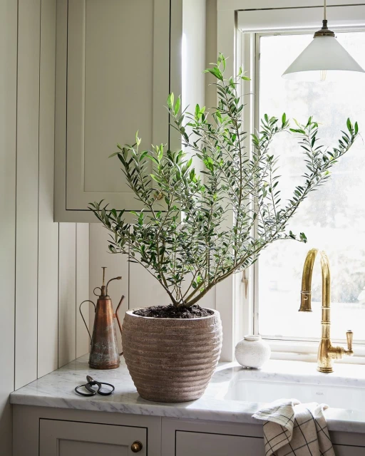Potted olive tree on a marble countertop next to a kitchen sink with brass fixtures in front of a window with natural lighting.