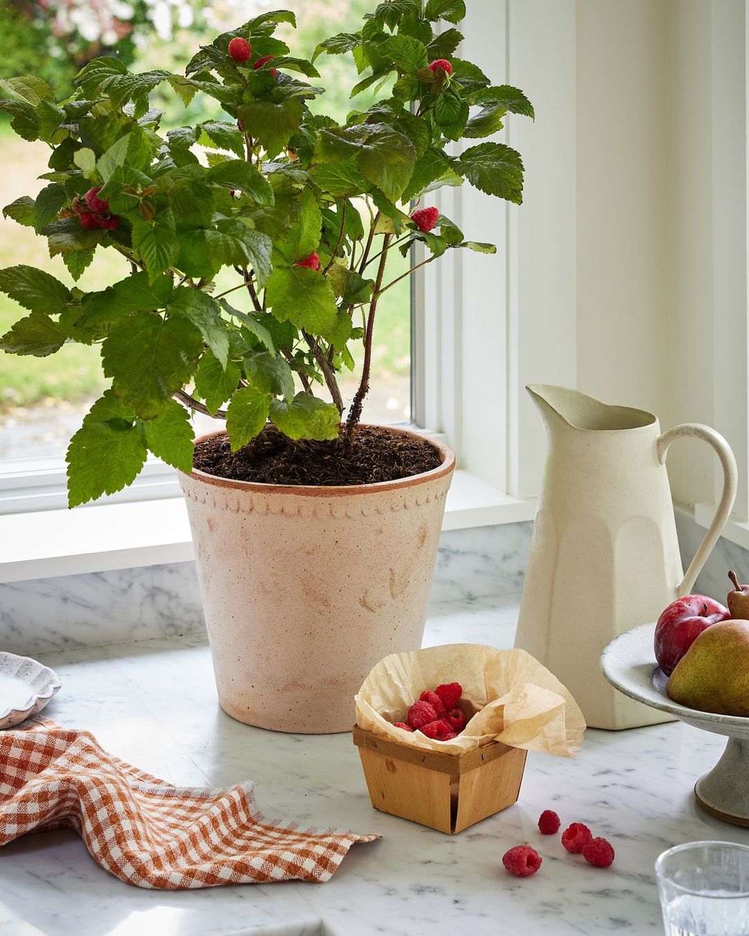 Raspberry plant in a pot on a marble countertop next to a pitcher, basket of raspberries, fruit, and a checkered kitchen towel.