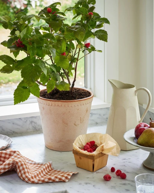 Raspberry plant in a pot on a marble countertop next to a pitcher, basket of raspberries, fruit, and a checkered kitchen towel.