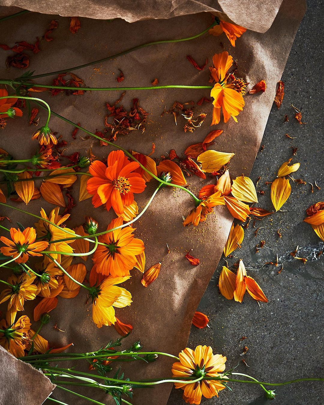 Overhead shot of orange and yellow cosmos flowers scattered on brown paper and a grey concrete surface, creating a natural and rustic floral display.