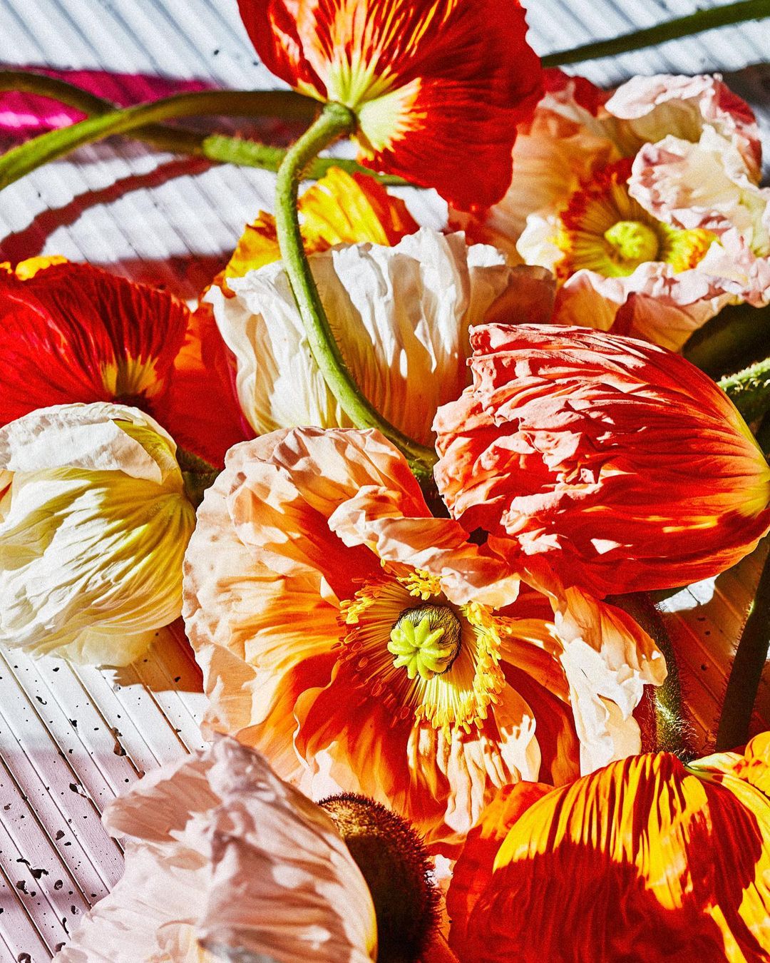 Close-up of vibrant poppies in shades of red, orange, yellow, and white, displaying delicate petals and green stems on white surface.