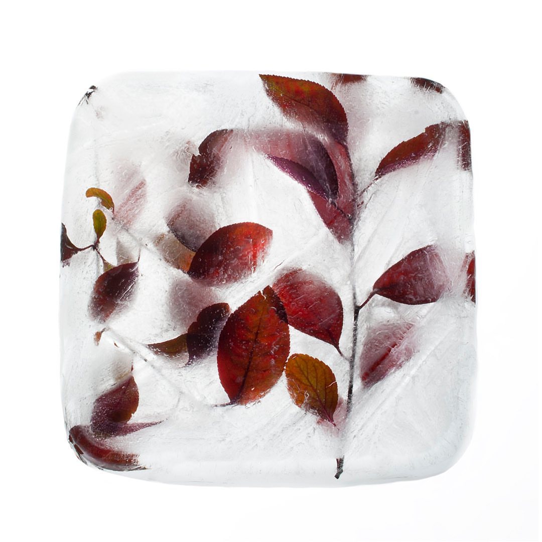 Close-up of a block of ice encasing red and green leaves on white, providing a frozen botanical display in a studio setting.