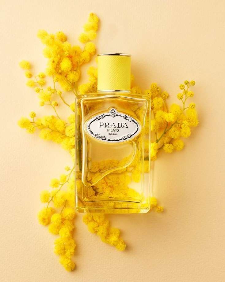 Prada perfume bottle with yellow cap and logo on a peach background surrounded by yellow mimosa flowers, close-up product shot.