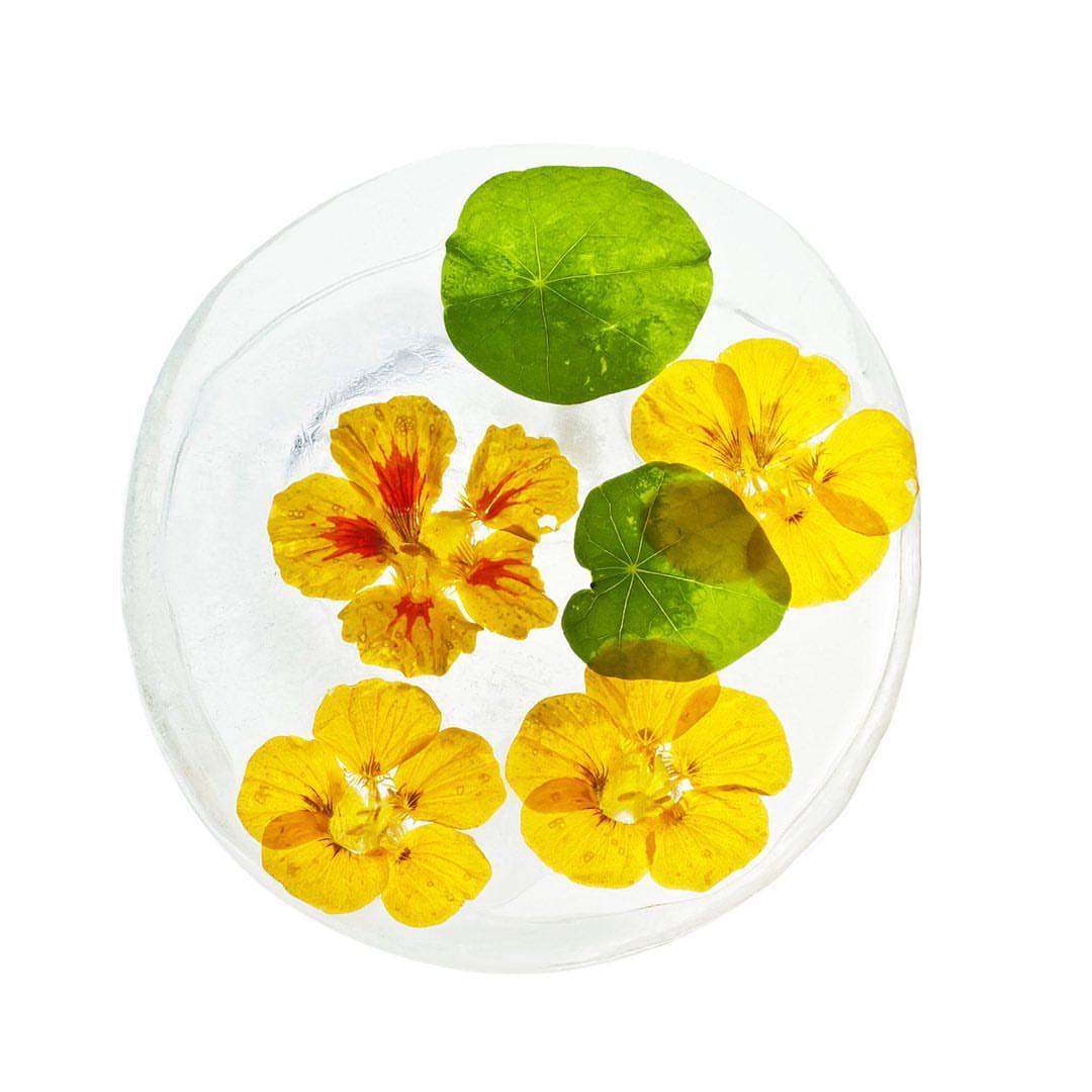 Botanical still life featuring yellow and orange flowers with green leaves, embedded in clear ice, set against a bright white background.