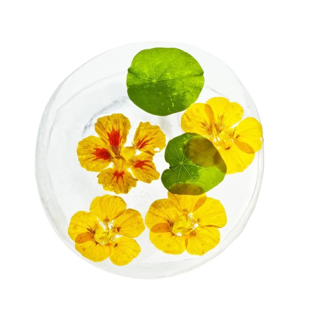 Botanical still life featuring yellow and orange flowers with green leaves, embedded in clear ice, set against a bright white background.
