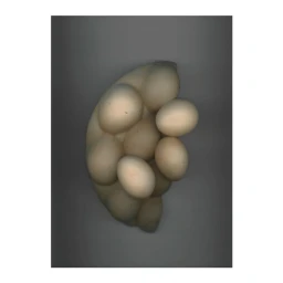 Cluster of pale organic shapes and rounded eggs arranged vertically against a dark grey gradient background