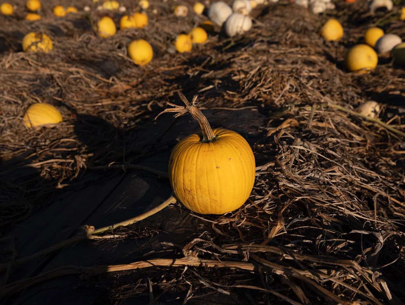 Field of yellow pumpkins in a rural setting, autumn harvest season. Close up of a single pumpkin in the foreground.
