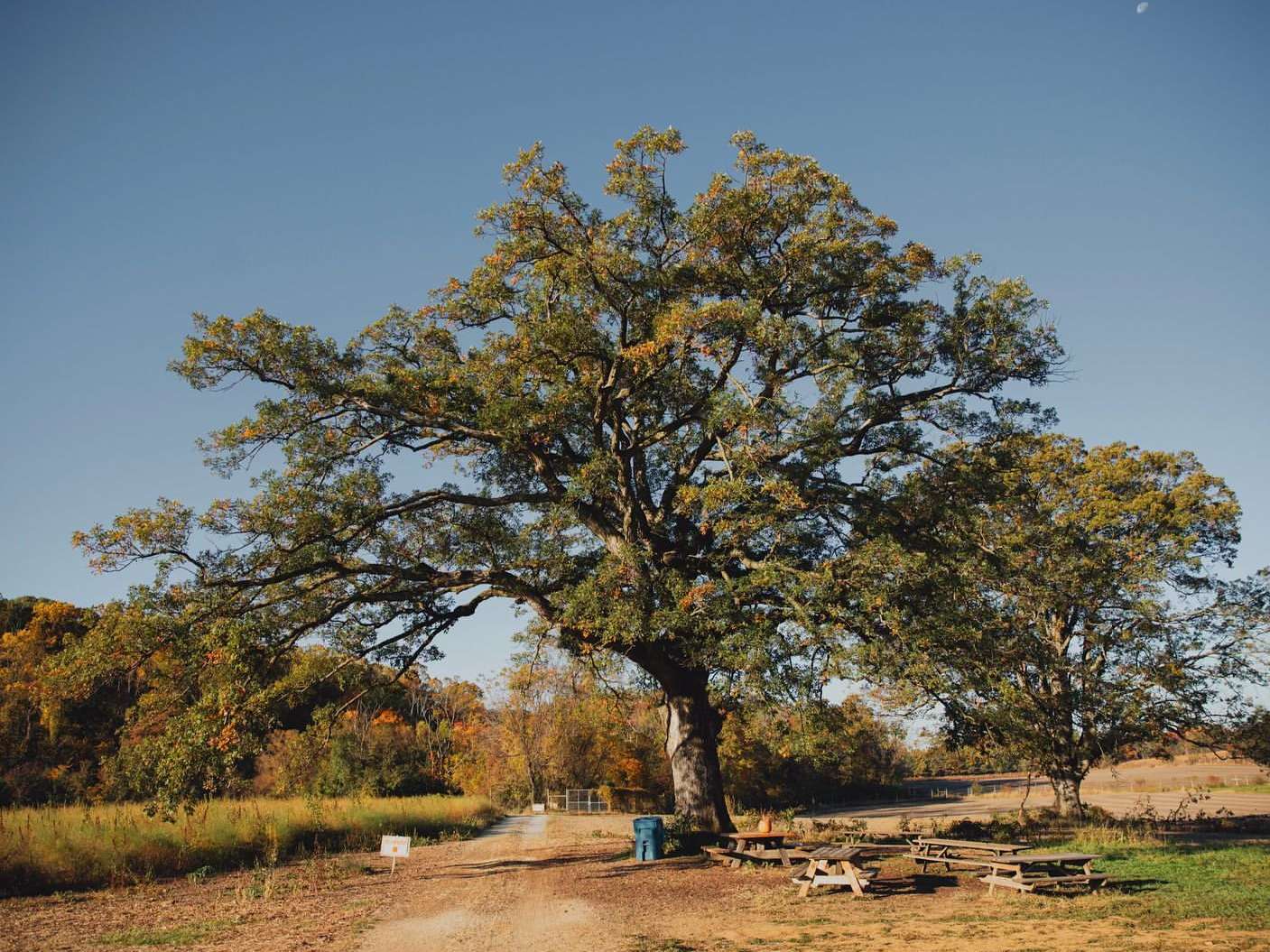 Large tree with fall foliage stands on a dirt field under blue sky, with picnic tables and a background of colorful autumn trees.