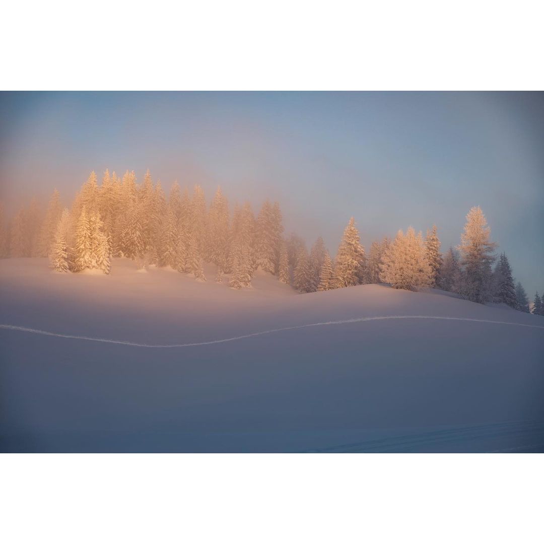 Winter landscape features snow-covered ground and a cluster of frosted trees, softly lit under a muted sky, creating a serene scene.