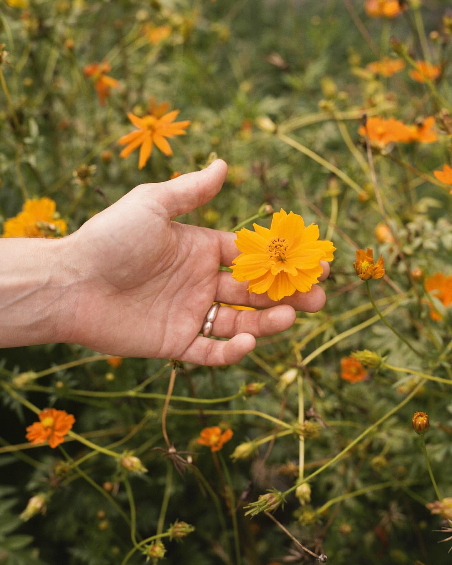 Close-up of a hand gently holding a vibrant yellow cosmos flower, surrounded by other cosmos flowers in a natural outdoor setting.
