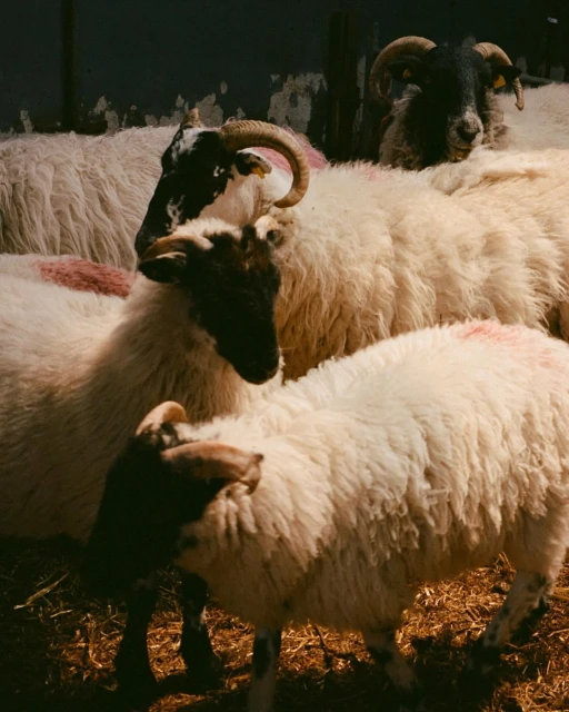 Flock of sheep with black and white faces and spiral horns standing in an indoor pen with straw bedding and a concrete wall.