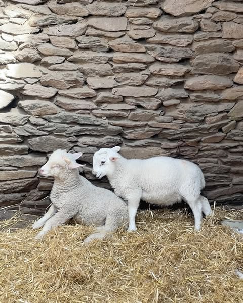 Two white lambs rest on straw bedding, with a stacked stone wall background. One lamb lies down while the other stands nearby.