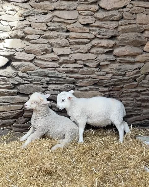 Two white lambs rest on straw bedding, with a stacked stone wall background. One lamb lies down while the other stands nearby.