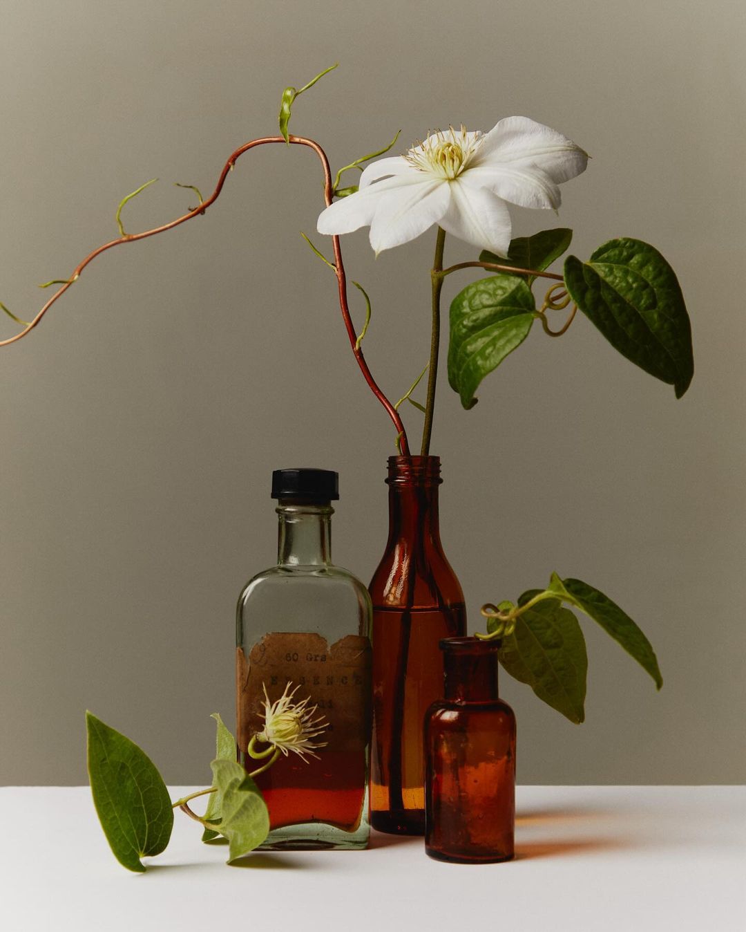 Botanical still life showcases white clematis in amber glass bottles against neutral backdrop, accented by winding vines and green foliage.