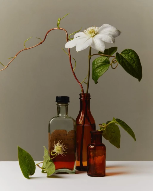 Botanical still life showcases white clematis in amber glass bottles against neutral backdrop, accented by winding vines and green foliage.