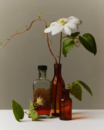 Botanical still life showcases white clematis in amber glass bottles against neutral backdrop, accented by winding vines and green foliage.