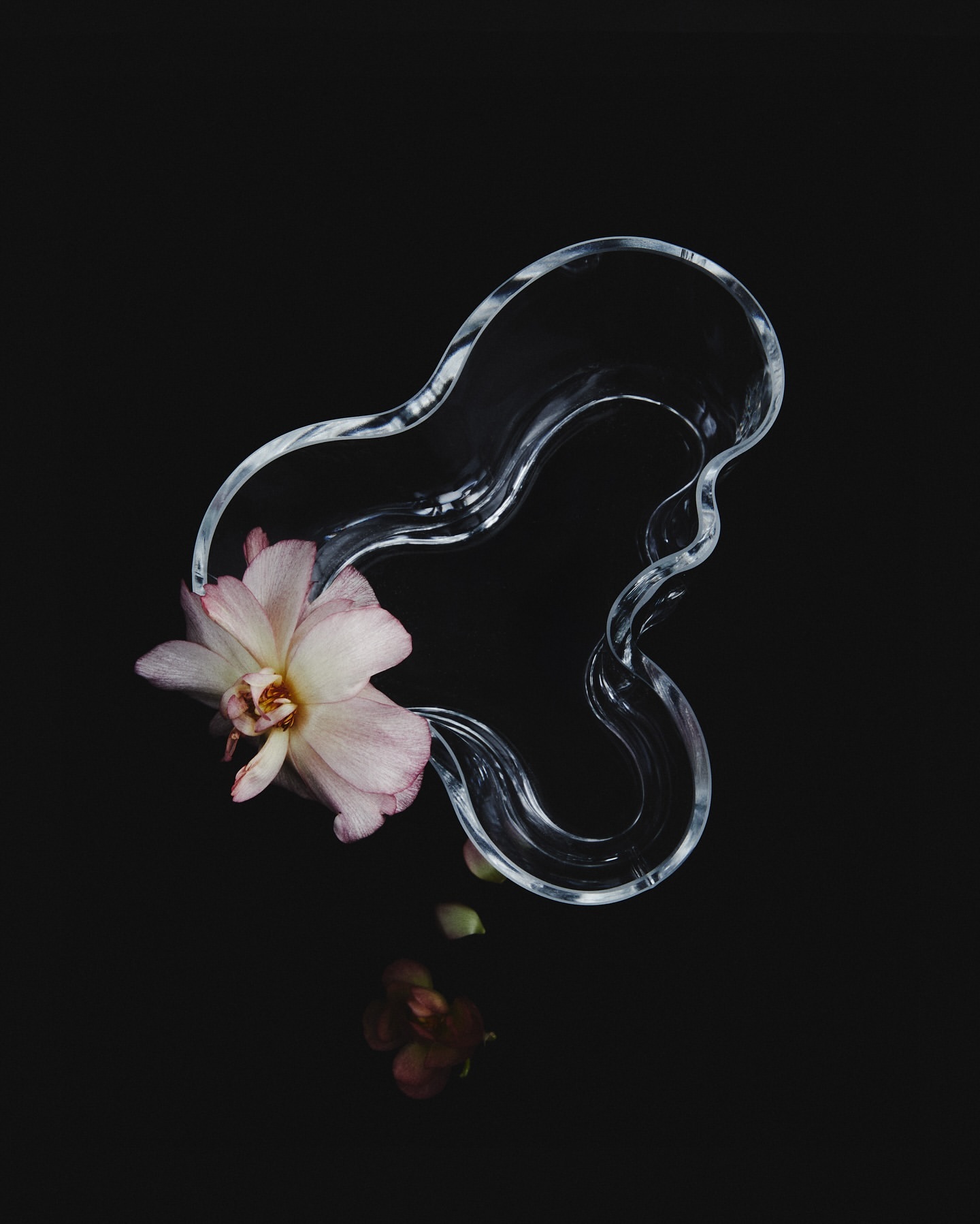 A single pink and white orchid in a clear, wavy glass vase over a dark background, showcasing floral design and minimalist elegance.