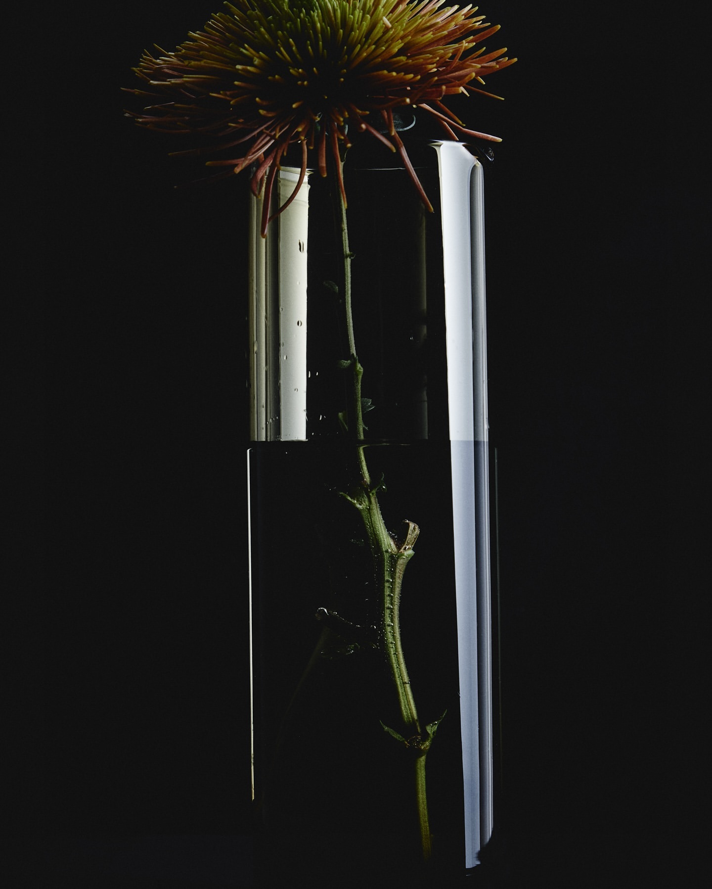 Floral arrangement featuring a spiky flower in a clear glass test tube against a dark background, highlighting modern botanical presentation.