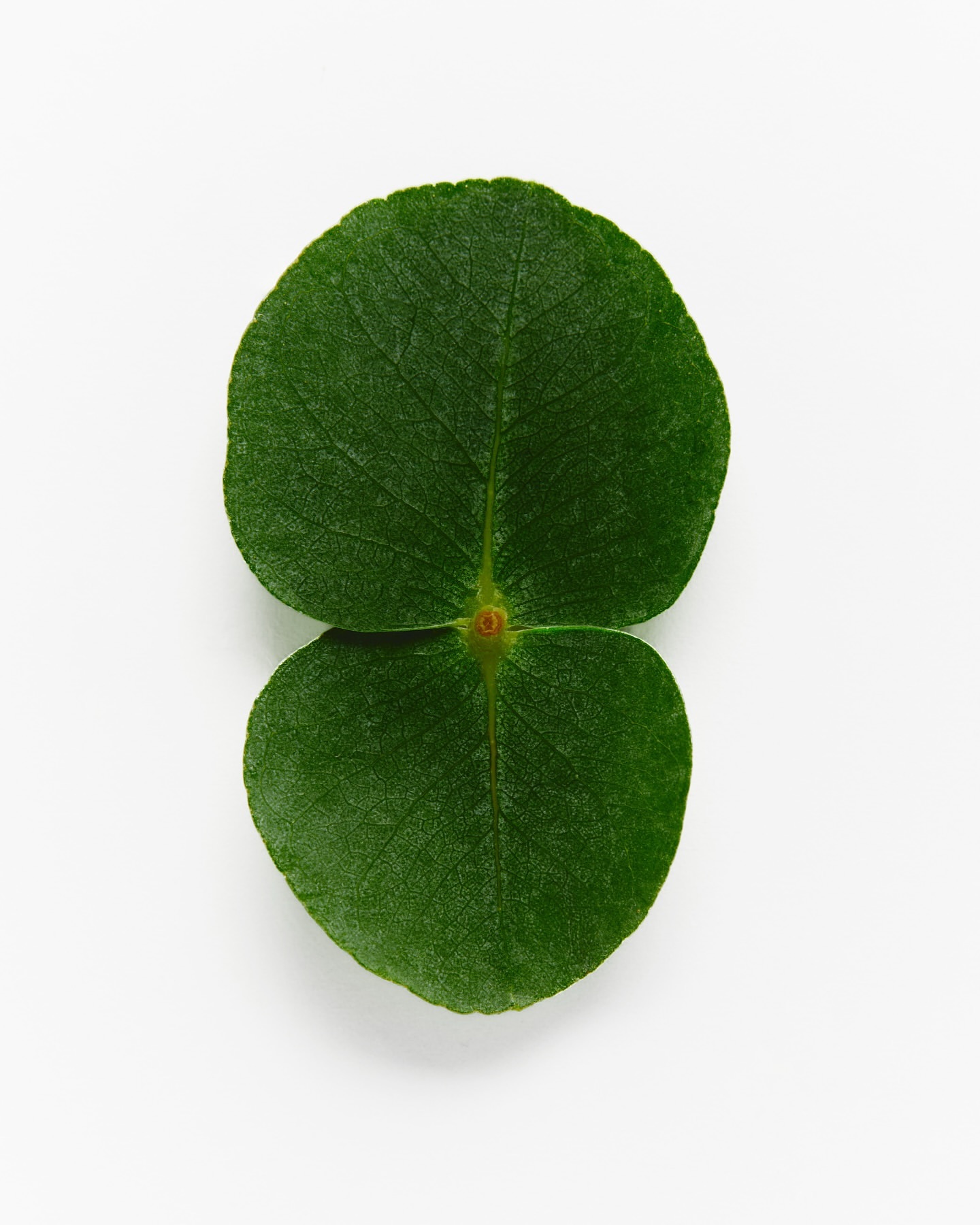 A symmetrical pair of vibrant green leaves with visible veins against a clean white background