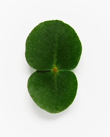 A symmetrical pair of vibrant green leaves with visible veins against a clean white background