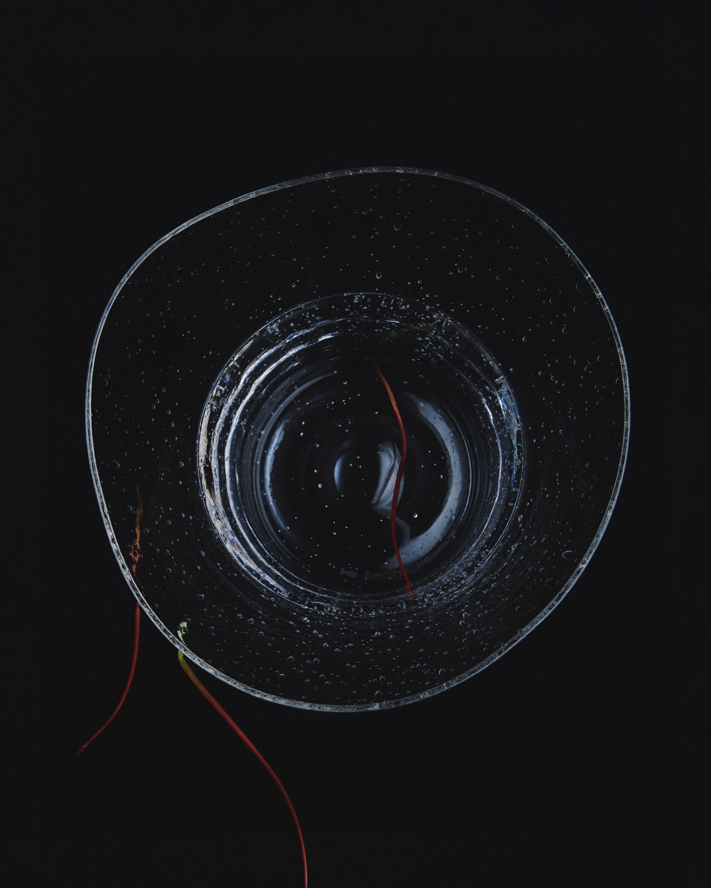 Overhead studio shot of an empty clear glass bowl, with trailing red plant stems, set against a stark black background in even lighting.