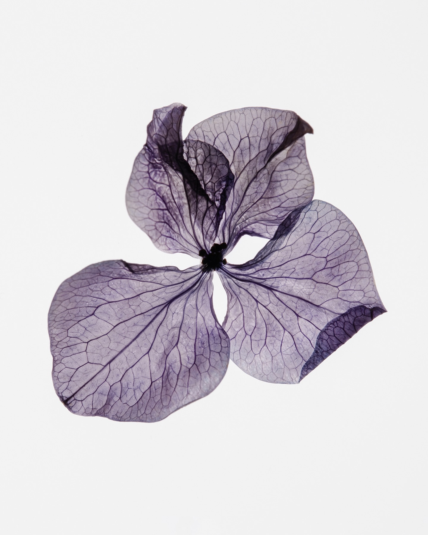 Dried purple hydrangea flower with visible veins, showcased on a white background for floral design or botanical study.