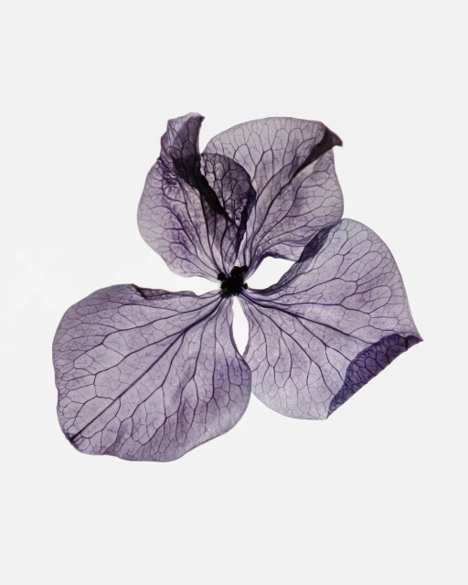 Dried purple hydrangea flower with visible veins, showcased on a white background for floral design or botanical study.