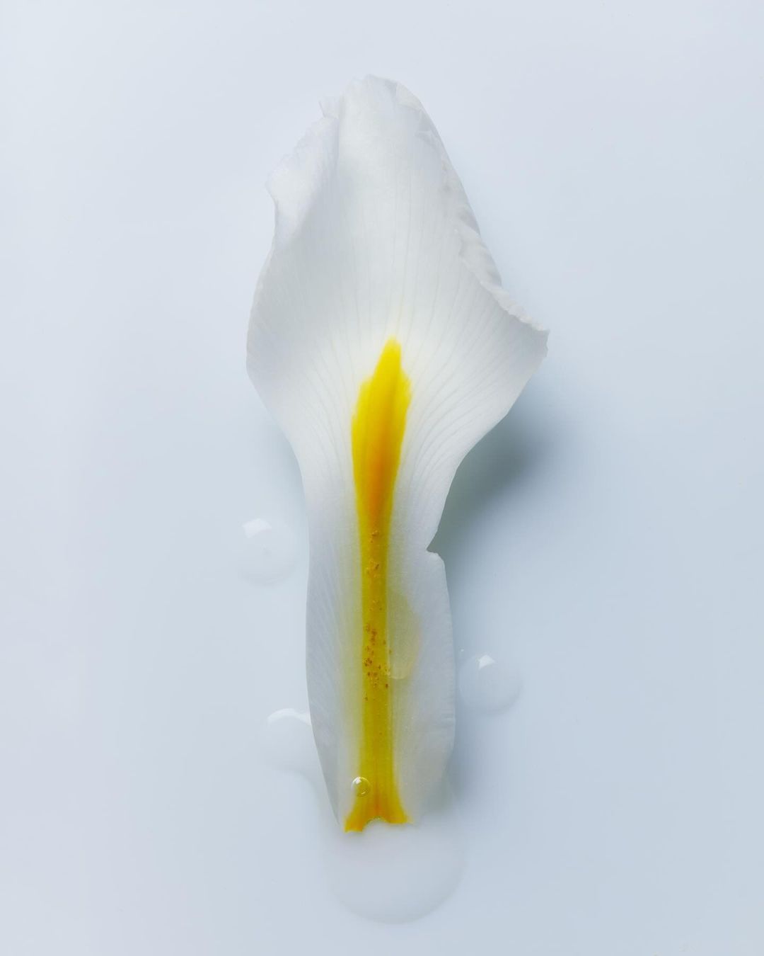 Striking studio shot showcases a white flower petal with a vibrant yellow stamen, gracefully placed on a clean white surface.
