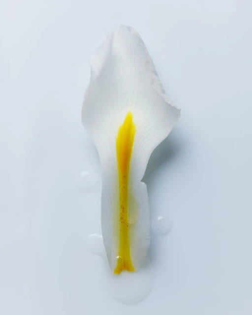 Striking studio shot showcases a white flower petal with a vibrant yellow stamen, gracefully placed on a clean white surface.