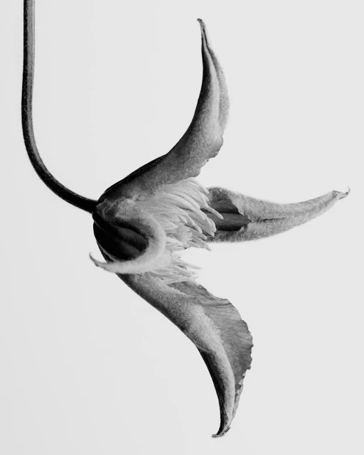 Monochromatic photograph showcasing a blooming clematis flower, its delicate petals gracefully unfurling against a stark white backdrop.