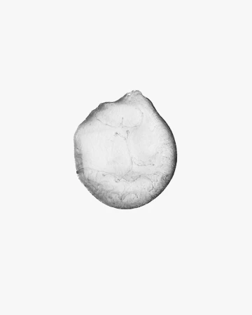 Monochrome photograph of a single ice fragment featuring textured details and unique surface patterns, set against a white backdrop.