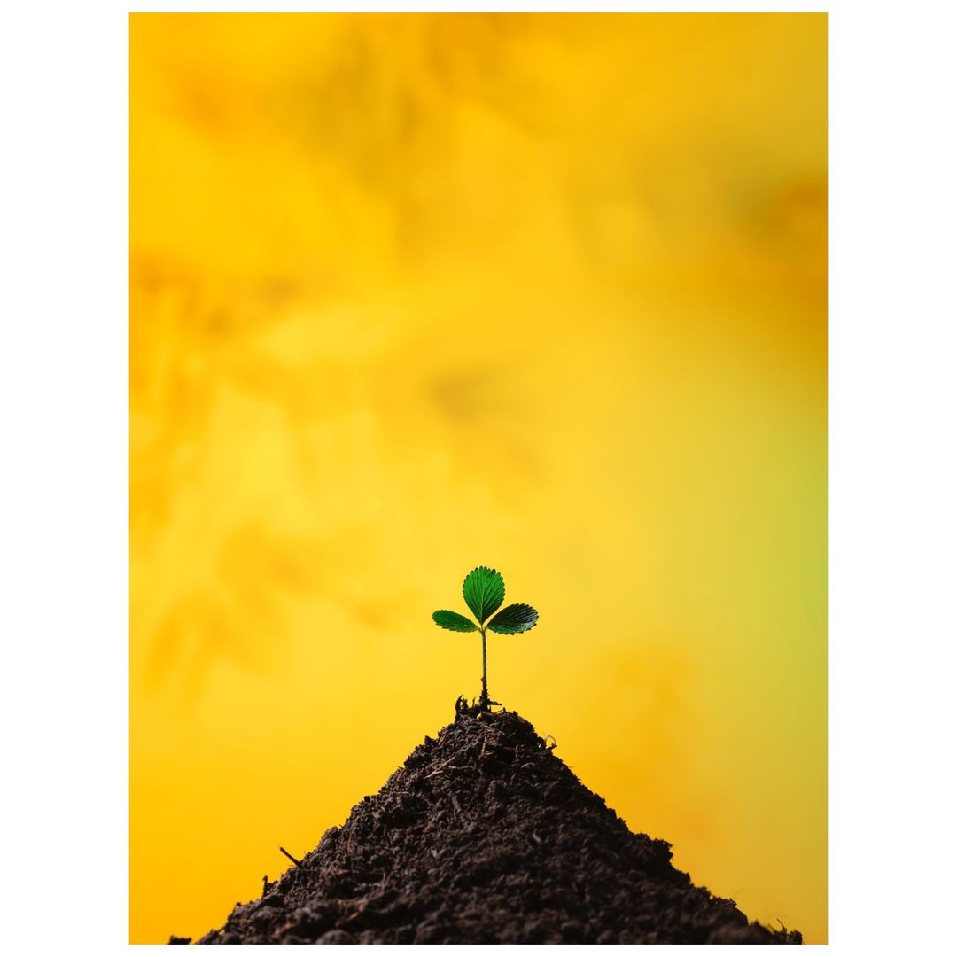 Close-up studio shot of a young green sprout growing from a mound of soil against a vibrant yellow background, symbolizing growth.