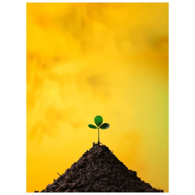 Close-up studio shot of a young green sprout growing from a mound of soil against a vibrant yellow background, symbolizing growth.
