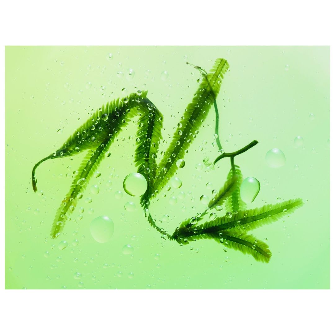 Close-up studio shot of vibrant green seaweed with water droplets on a light green background, creating a fresh, aquatic visual.